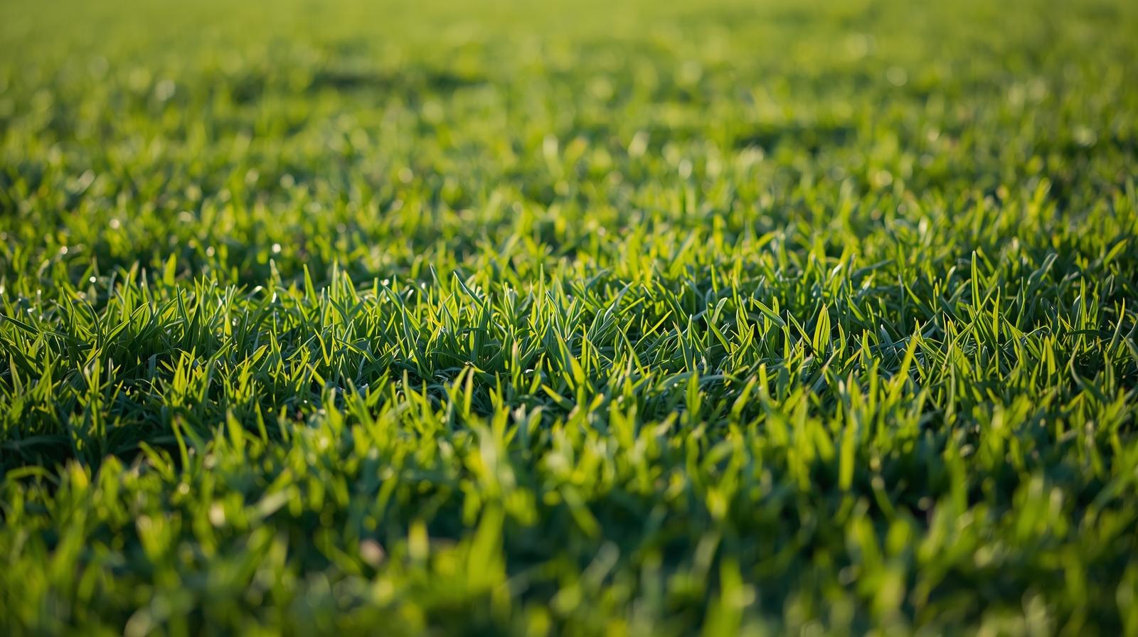 Beautiful green Florida lawn
